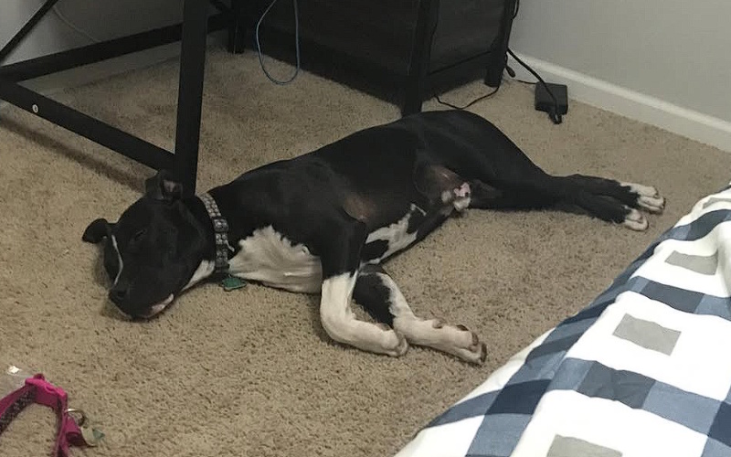 [Image of Titan laying peacefully in Irmonus/David's room in 2018.]